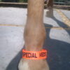 Fetlock ID Band - Image 6