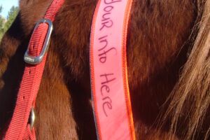 Horse with an EquestriSafe - Single Sleeve Equine ID Collar, Horse ID Collar, Horse Identification