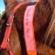 Equine ID Collar – Single Sleeve – Product Spotlight