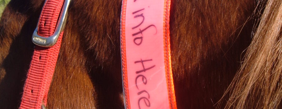 Horse with an EquestriSafe - Single Sleeve Equine ID Collar, Horse ID Collar, Horse Identification