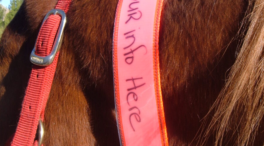 Horse with an EquestriSafe - Single Sleeve Equine ID Collar, Horse ID Collar, Horse Identification