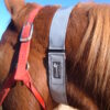 Reflective Equine Collar