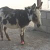 Fetlock ID Band - Image 8