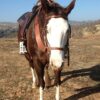 Fetlock ID Band - Image 7