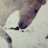Fetlock ID Band - Image 9