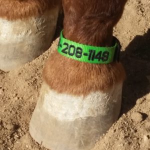 Horse 2024 id tags