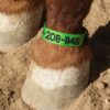 Fetlock ID Band