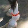 Fetlock ID Band - Image 2