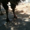 Fetlock ID Band - Image 10