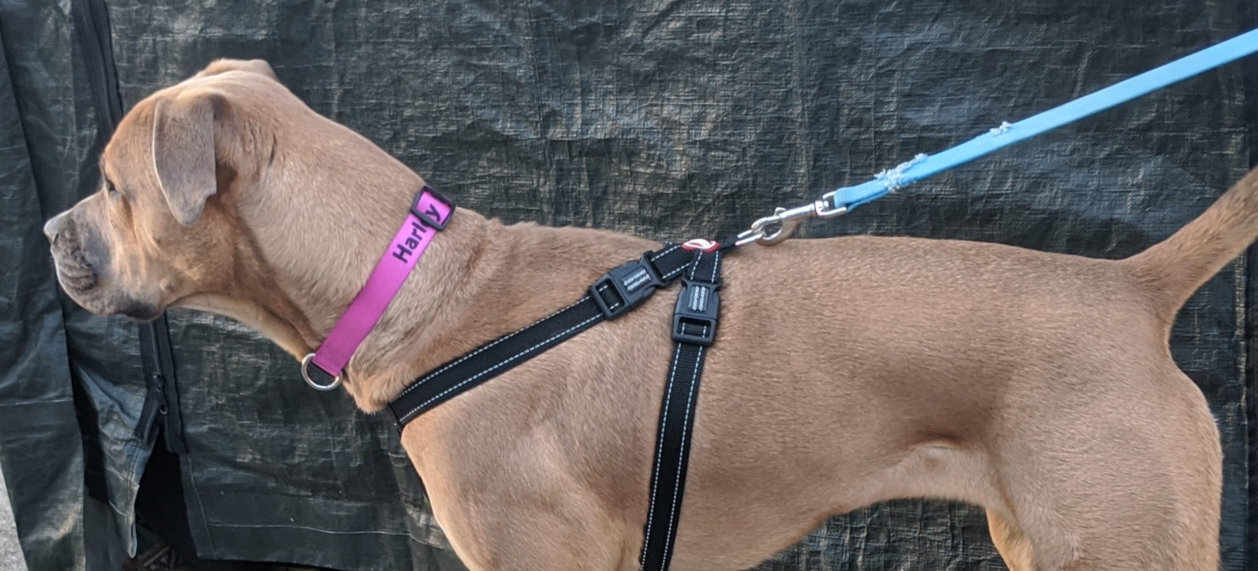 Pets First Alabama Signature Pro Collar for Dogs, Medium