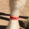Fetlock ID Band - Image 13