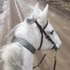 Reflective Equine Collar - Image 3