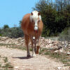 Fetlock ID Band - Image 14