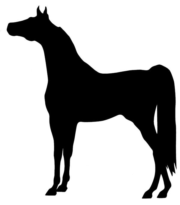 Black silhouette of an Arabian Horse in halter stance facing left. Also available in right facing and in red or white color.