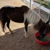 Fetlock ID Band - Image 15