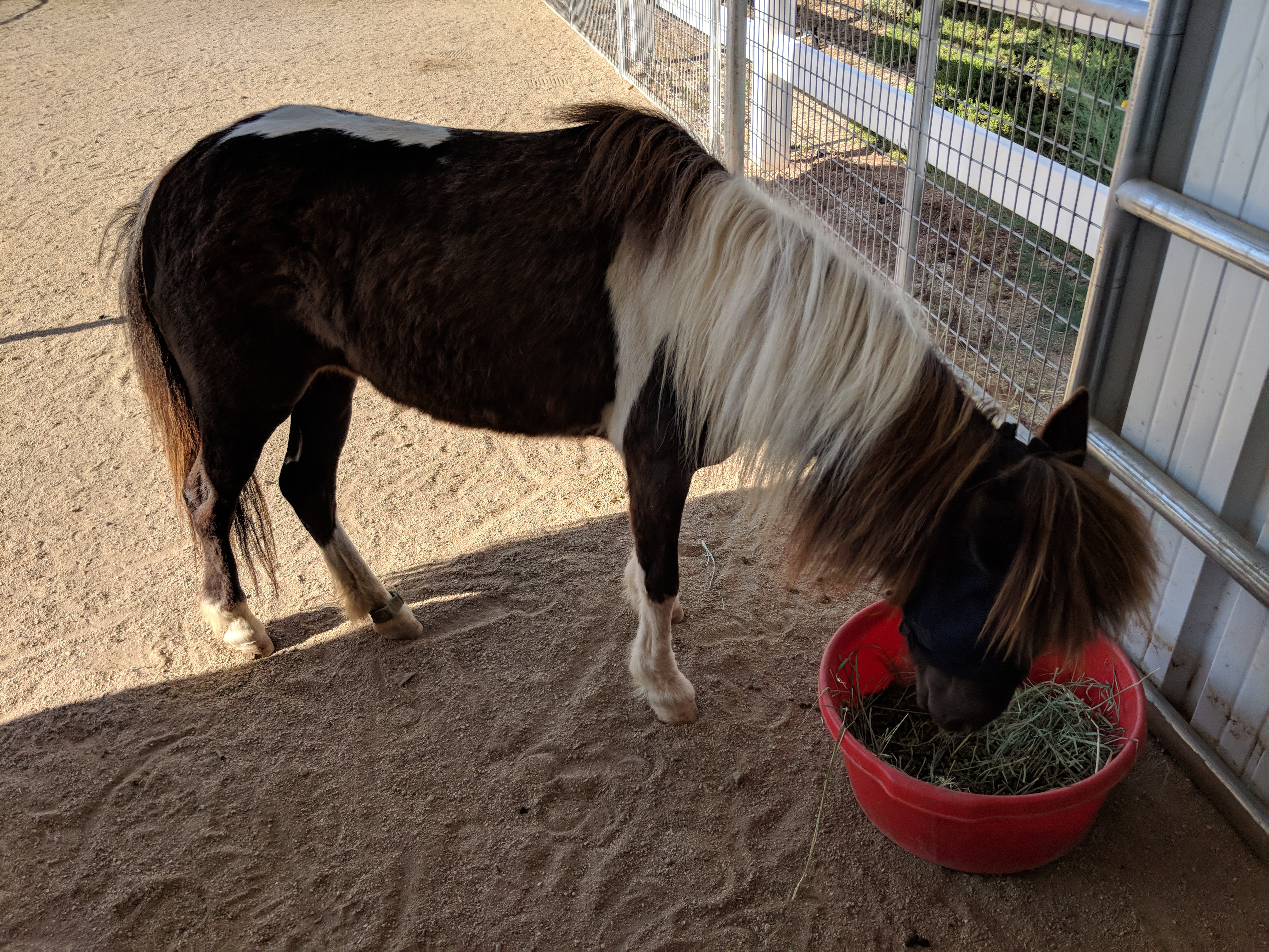 White Rubber Plaiting Bands – Glas Equine