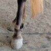 Fetlock ID Band - Image 16