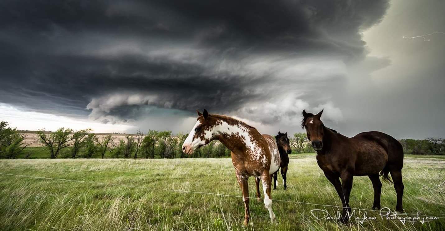 David Mayhew photograph with horses in a pasture with a tornado captured