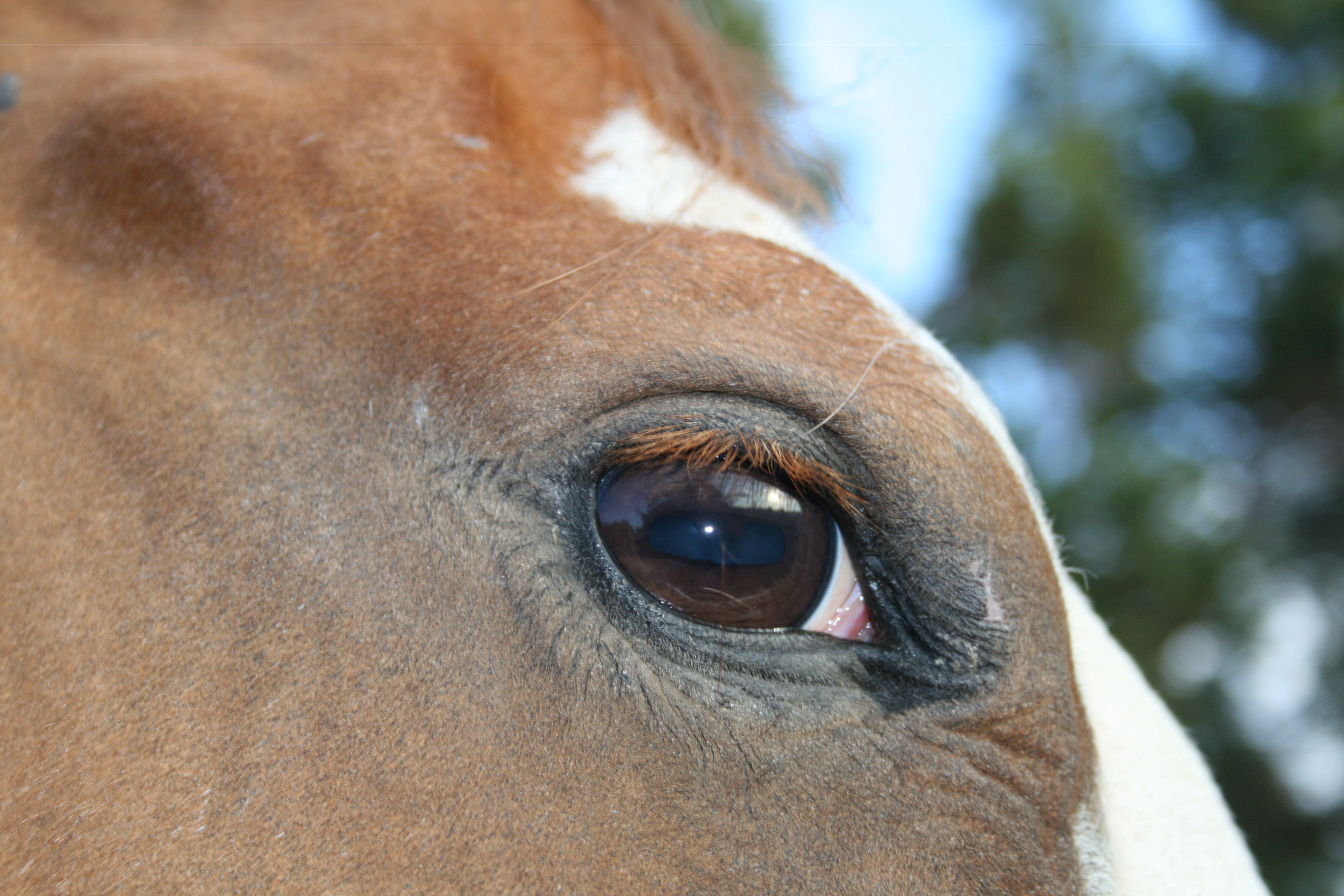 when-do-we-say-when-equestrisafe-llc