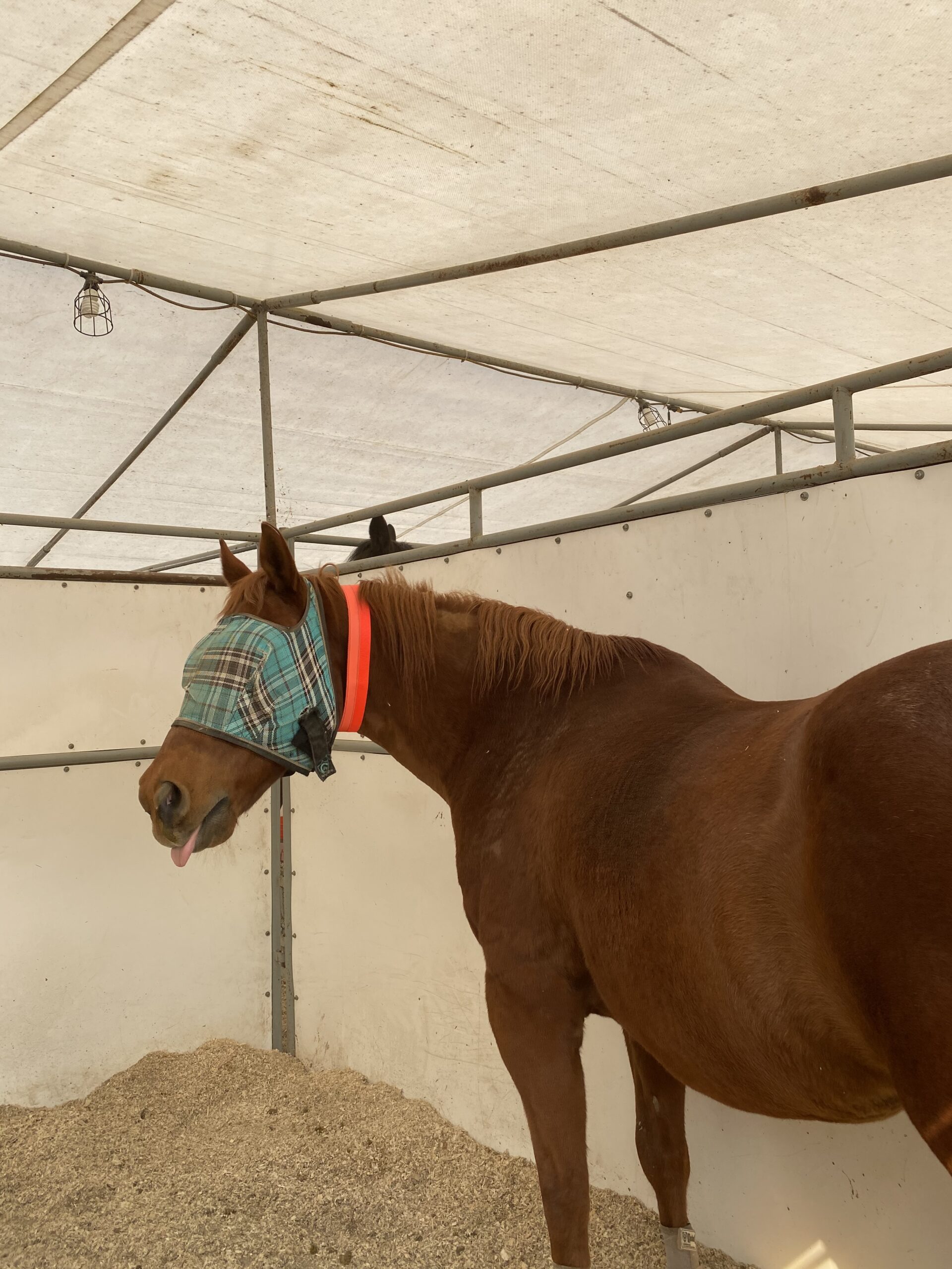 Peacock Hill evacuated horse in a stall with the EquestriSafe Multi-purpose Equine ID Collar