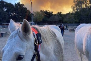 EquestriSafe, established in 2010, is your trusted source for innovative equine identification and safety products.