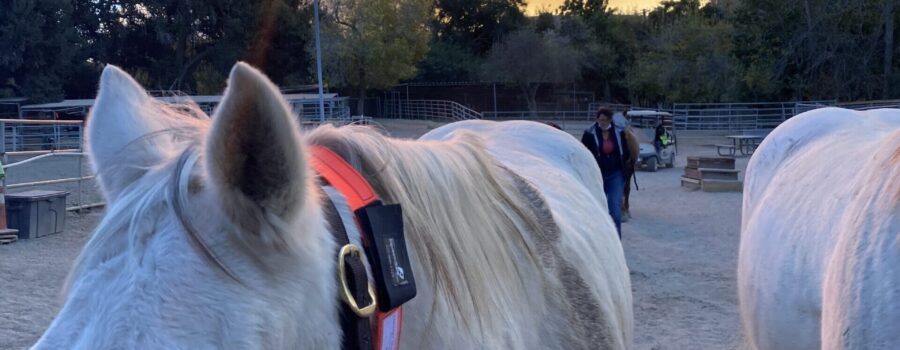 EquestriSafe, established in 2010, is your trusted source for innovative equine identification and safety products.