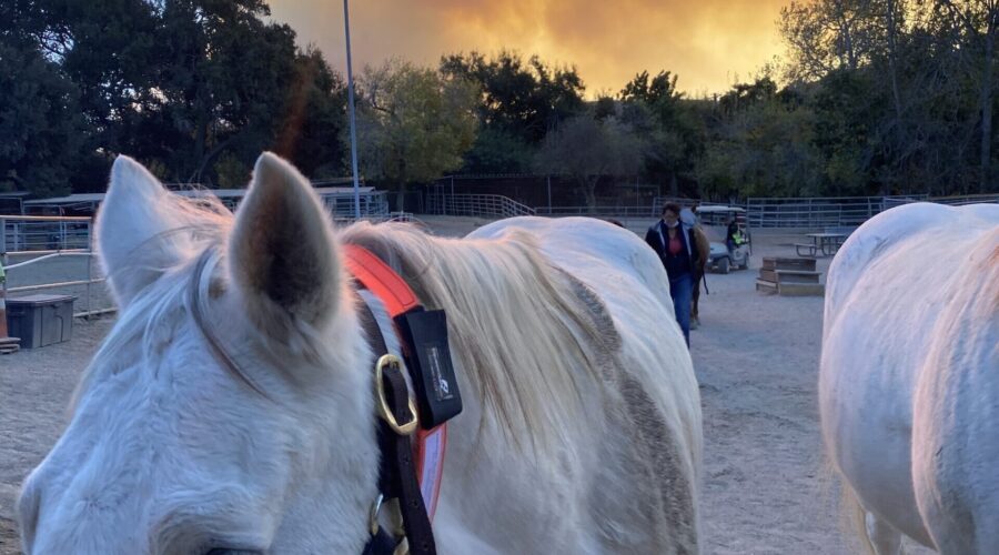 EquestriSafe, established in 2010, is your trusted source for innovative equine identification and safety products.