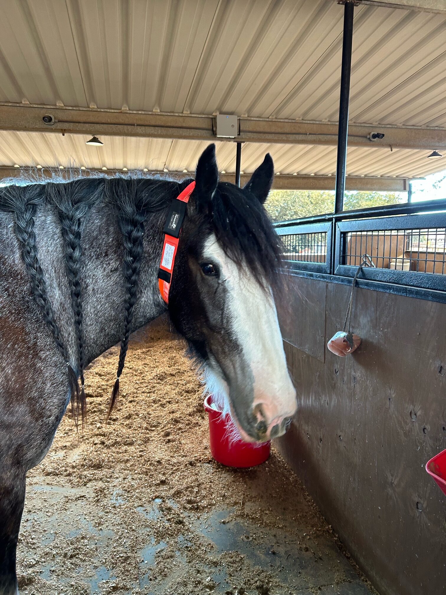 draft horse at evacuation center with EquestriSafe Equine ID collar