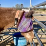 Donkey at evacuation site with Equine ID Collar