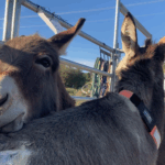 Mountain fire Evacuation Pictures