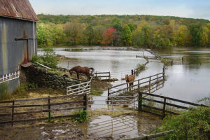 Horses in flood situation