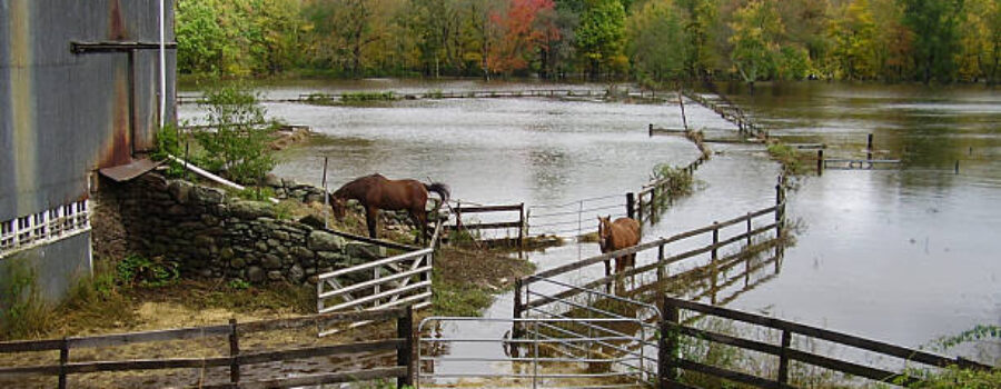 Horses in flood situation