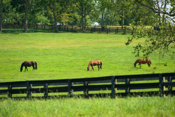 Horses in pasture with Double Secure Fencing