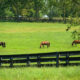 Safe Horse Fencing: Protecting Horses Starts at the Fence line