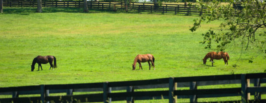 Horses in pasture with Double Secure Fencing