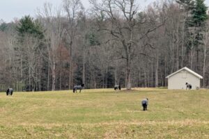 Cantitoe Farm owned by Martha Stewart