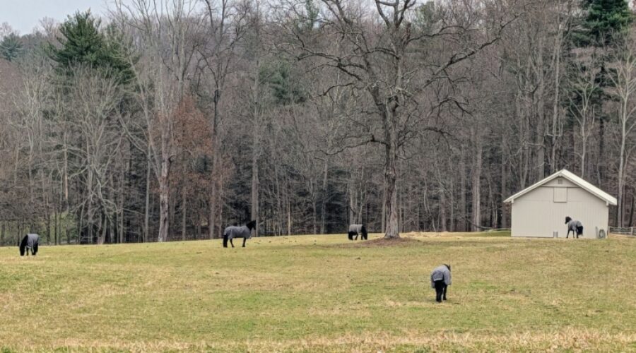 Cantitoe Farm owned by Martha Stewart